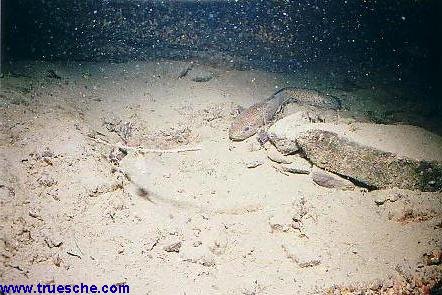 UW Bild Tr&uuml;sche